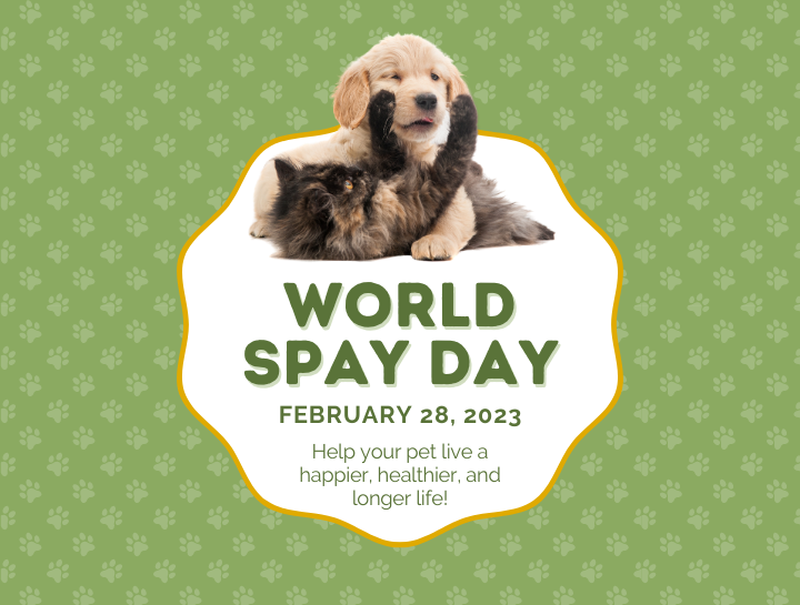 World Spay Day Animal Emergency Clinic of the High Country
